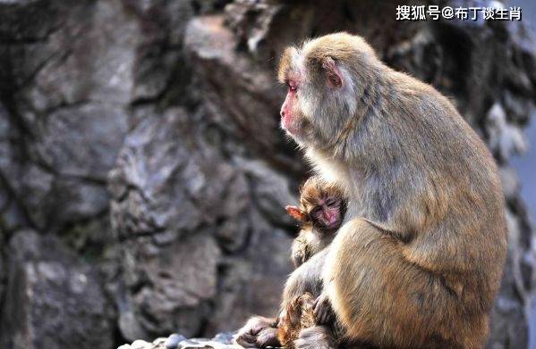 上期猴儿出了山少了猪兔失了味猜一生肖详细解答、前沿解答解释落实
